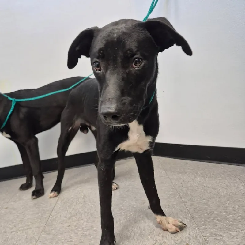 An adult small-sized male Labrador Retriever dog named Elwood for adoption in Bastrop, TX