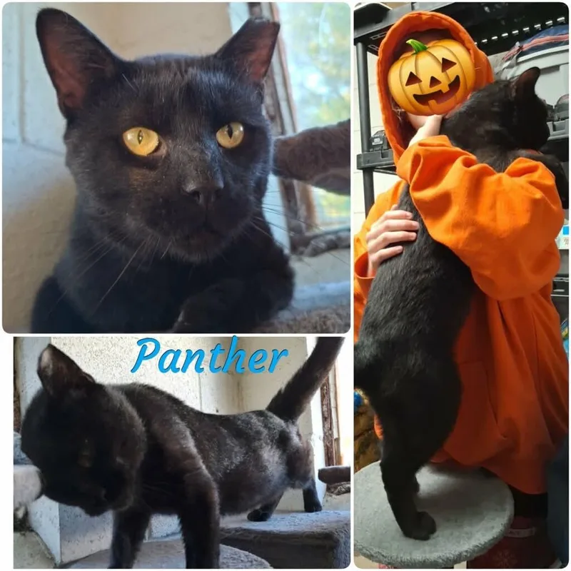 An adult extra large-sized male Bombay cat named Panther Big Boy for adoption in Wyandotte, MI