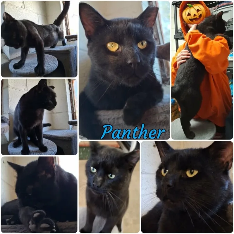 Panther  Big Boy thumbnail 3