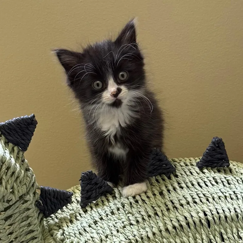 A baby small-sized female Black Domestic Long Hair cat named Dr. Pepper for adoption in North Branford, CT