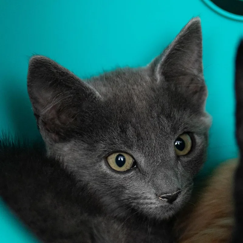 A baby small-sized male Domestic Short Hair cat named Geico for adoption in Middletown, RI