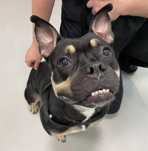 An adult medium-sized female Mixed Breed dog named Dolly for adoption in Palmetto, FL