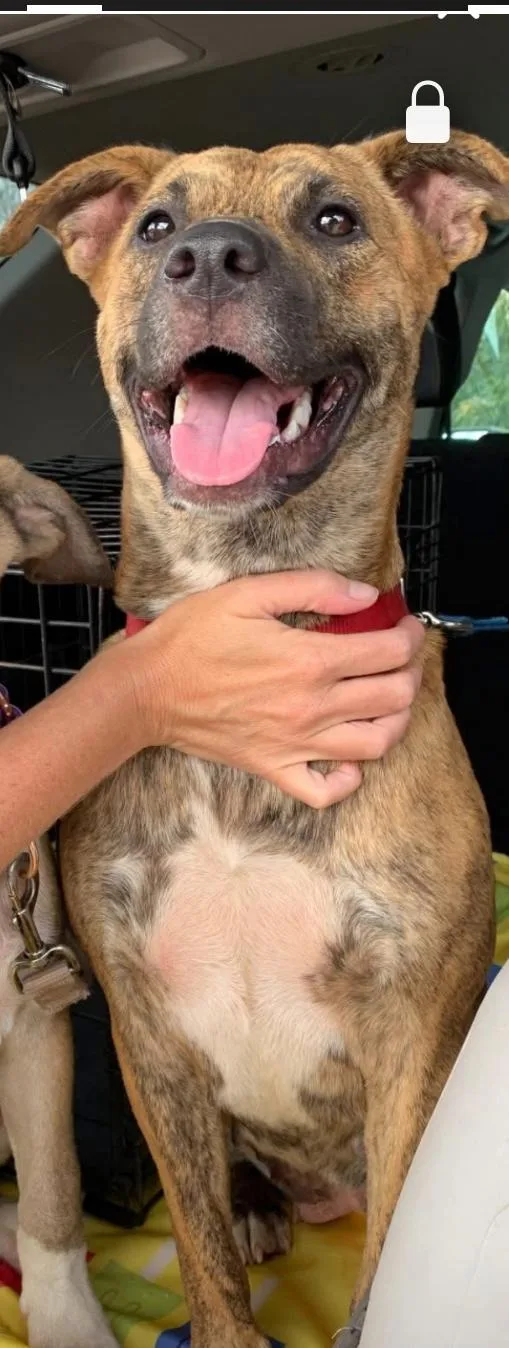 Starlight thumbnail 2