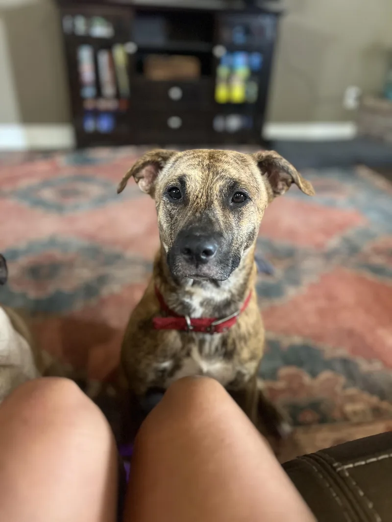 Starlight thumbnail 3