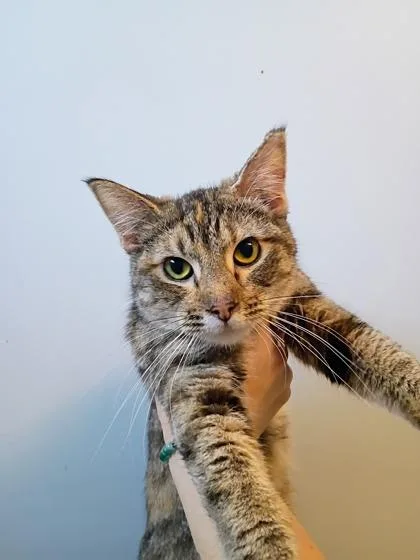 A young small-sized female Domestic Short Hair cat named Sun Baby for adoption in Beatrice, NE