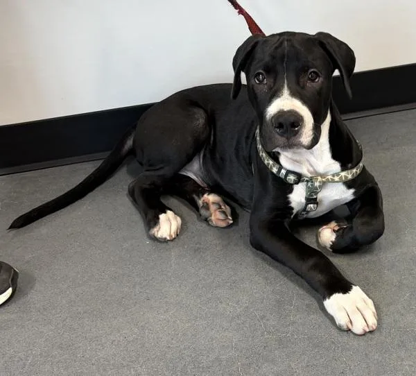 A baby medium-sized male Pit Bull Terrier dog named Pen Mcwoof for adoption in Lawrenceville, GA