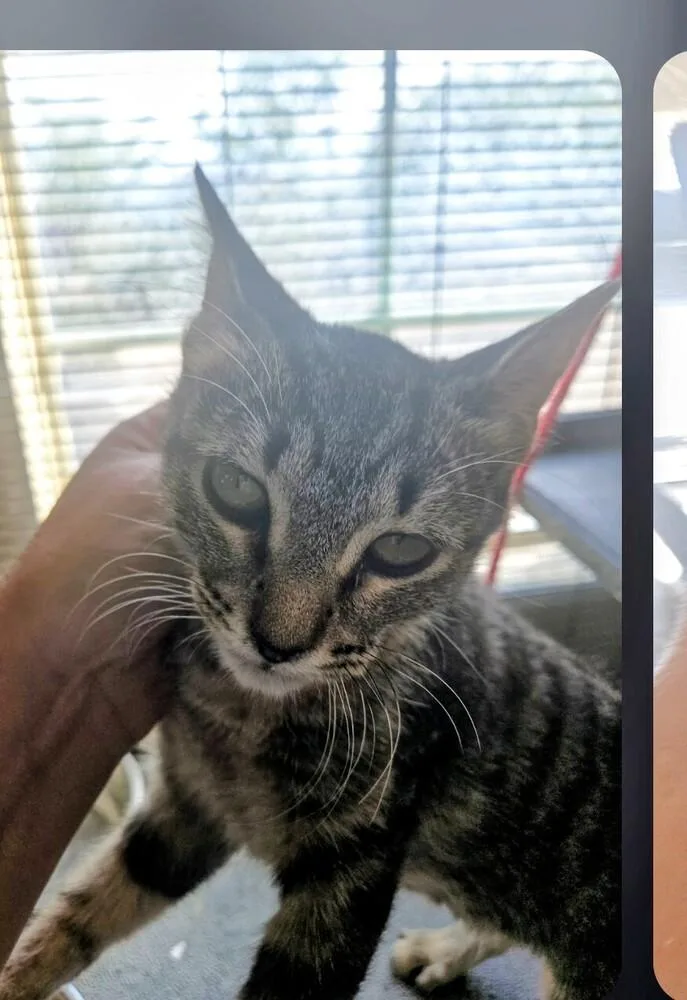 A baby small-sized female Gray / Blue / Silver Domestic Short Hair cat named Bindi for adoption in Thatcher, AZ