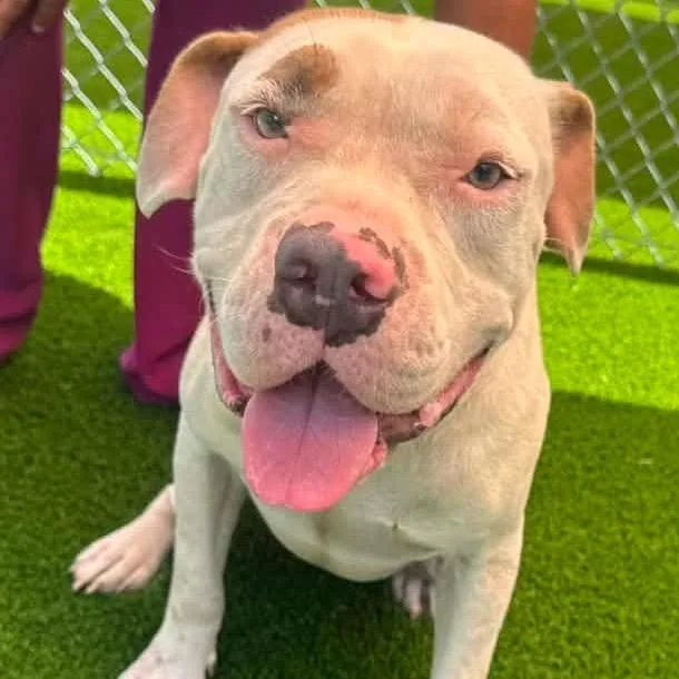 An adult large-sized male White / Cream Pit Bull Terrier dog named Tootie for adoption in Anahuac, TX