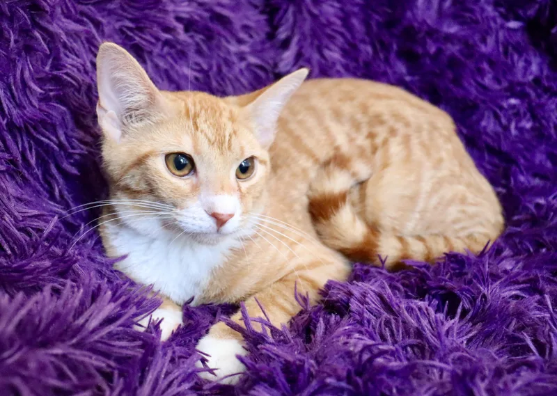 A baby medium-sized male Tabby cat named Yogi for adoption in Saint Augustine, FL