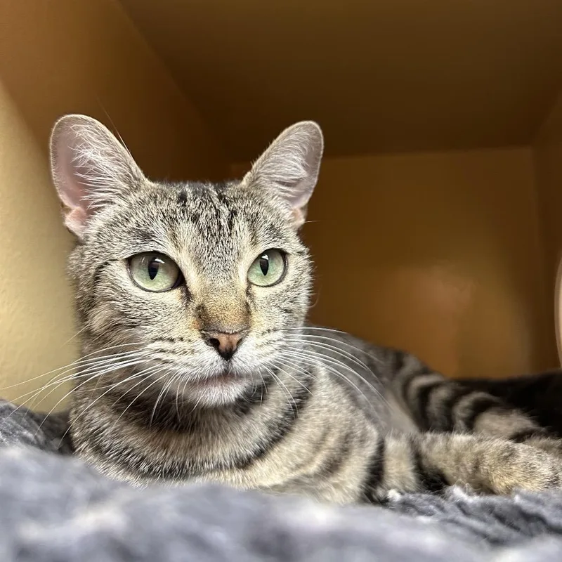 A young medium-sized female Brown / Chocolate Domestic Short Hair cat named Skylar for adoption in Spokane, WA
