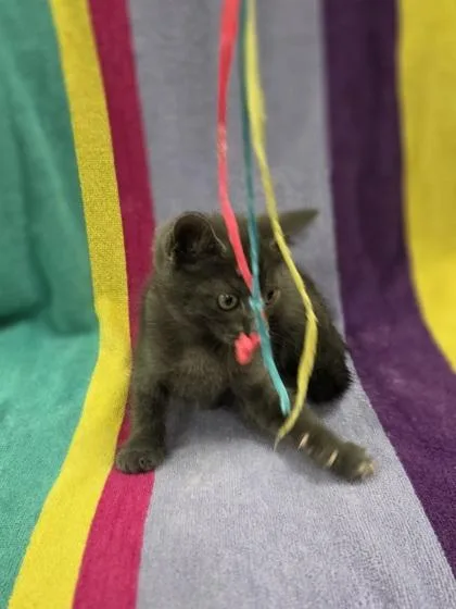A baby small-sized female Domestic Short Hair cat named Empress Espresso for adoption in Westland, MI