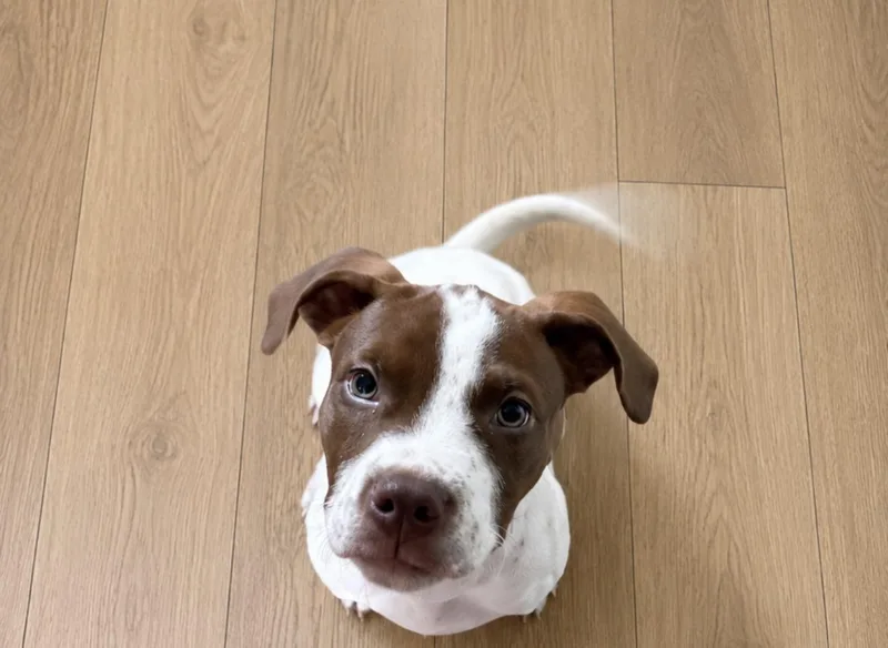 A baby medium-sized male Hound dog named Alfie for adoption in Copiague, NY