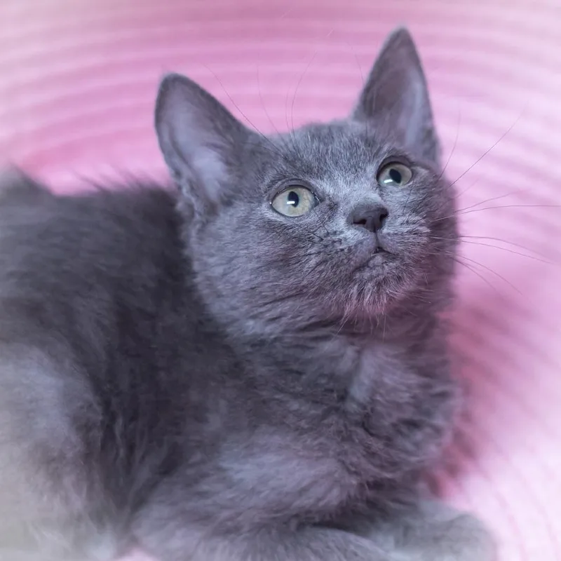 A baby small-sized female Gray / Blue / Silver Russian Blue cat named Chantilly for adoption in Ponte Vedra, FL