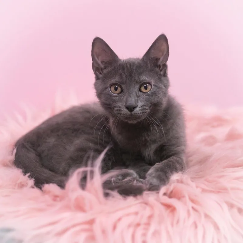 Chantilly thumbnail 2