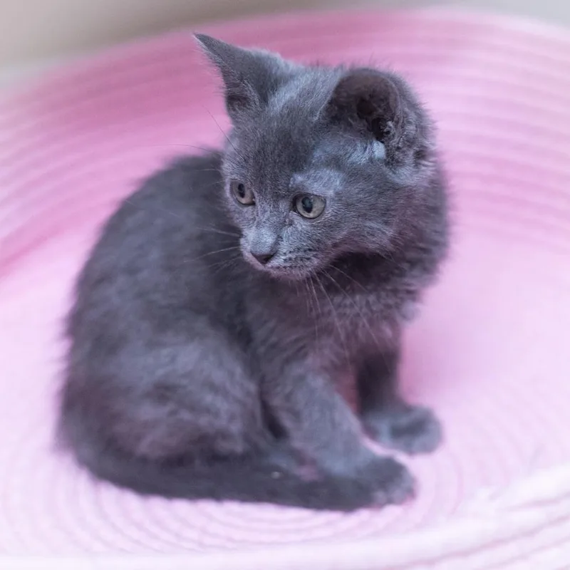 Chantilly thumbnail 3