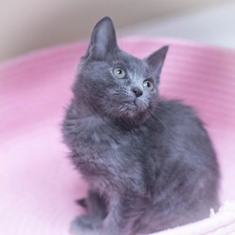 Chantilly thumbnail 4