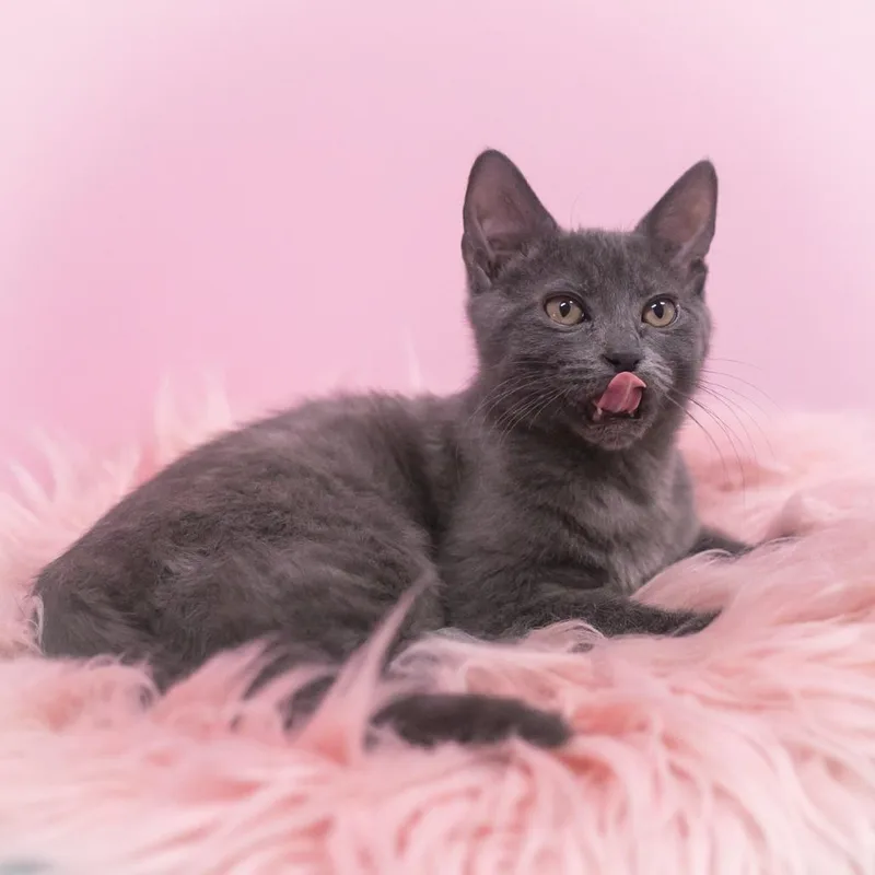 Chantilly thumbnail 5