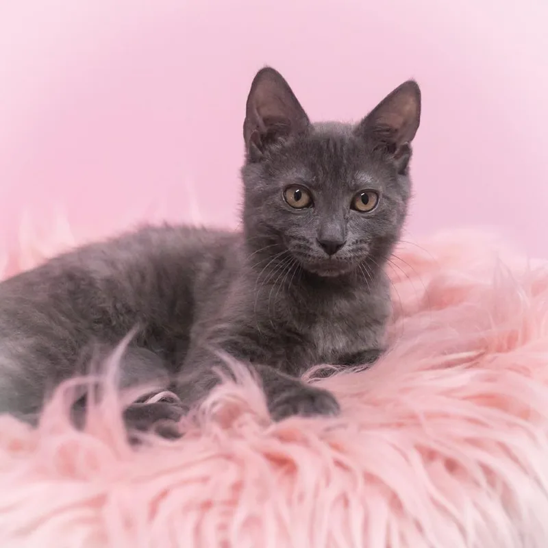 Chantilly thumbnail 6