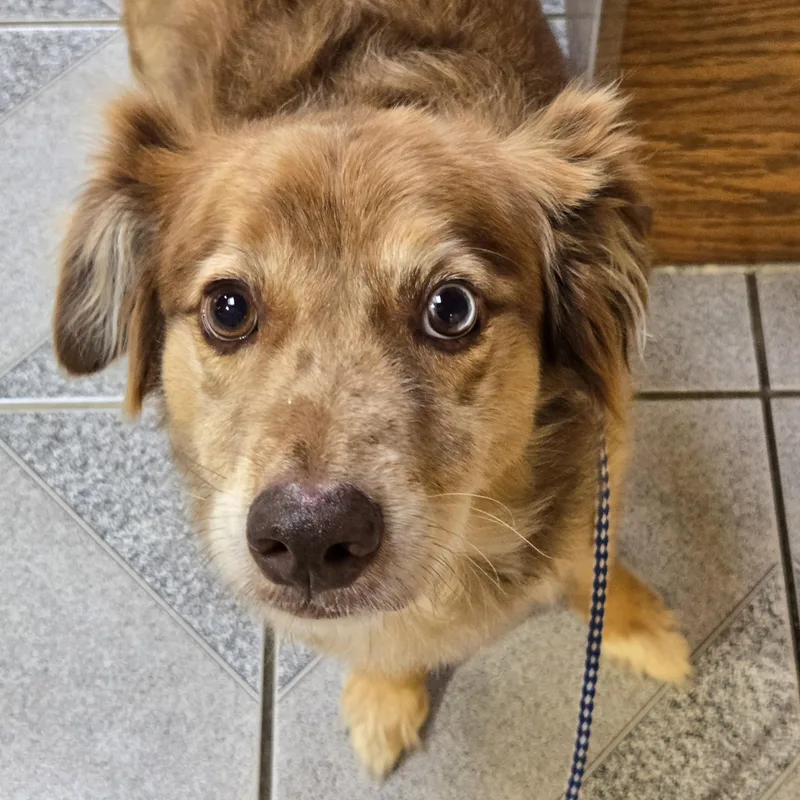 An adult medium-sized male Australian Shepherd dog named Jasper for adoption in Normal, IL