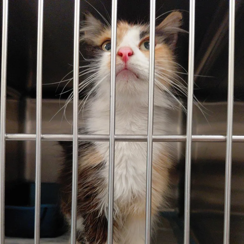 An adult medium-sized female Calico Domestic Long Hair cat named Athena for adoption in Harrisonburg, VA