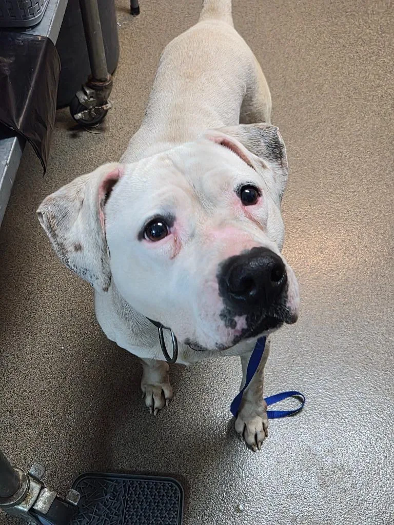 A young large-sized male Mixed Breed dog named Ghost Malone for adoption in Rome, GA