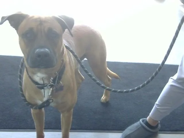 A young large-sized male Boxer dog named Biscuit for adoption in Toledo, OH