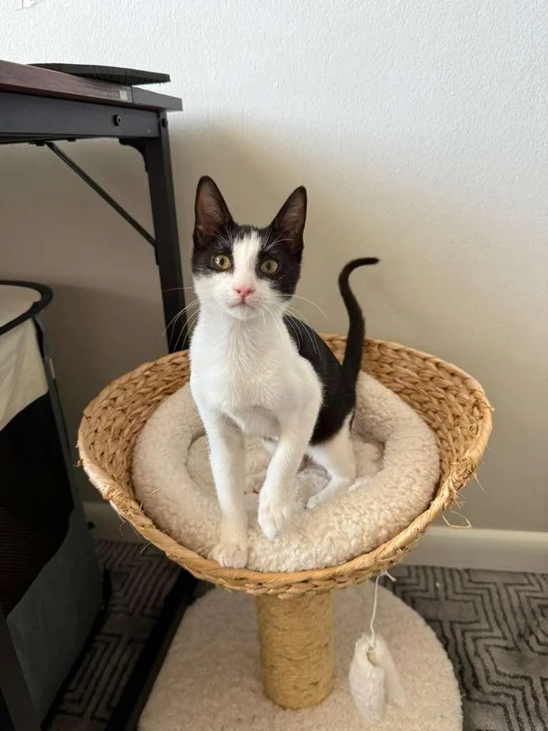 A baby medium-sized male Black & White / Tuxedo Domestic Short Hair cat named Ross for adoption in Sunrise, FL