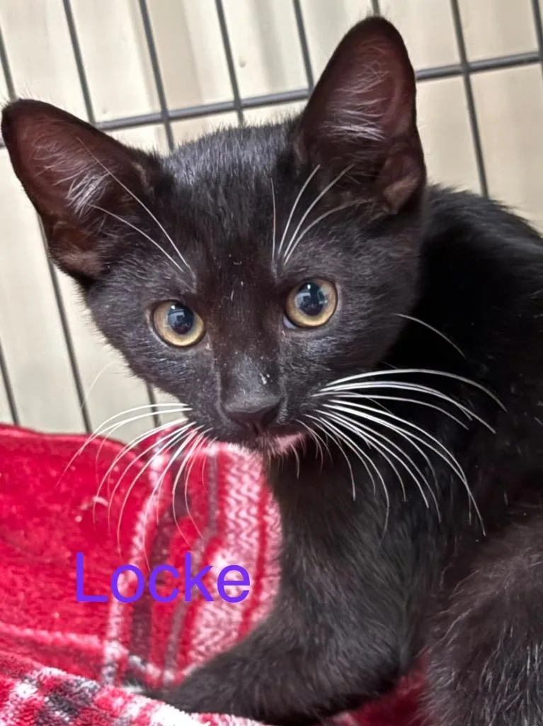 A baby small-sized male Domestic Short Hair cat named Locke for adoption in Saint Francisville, LA