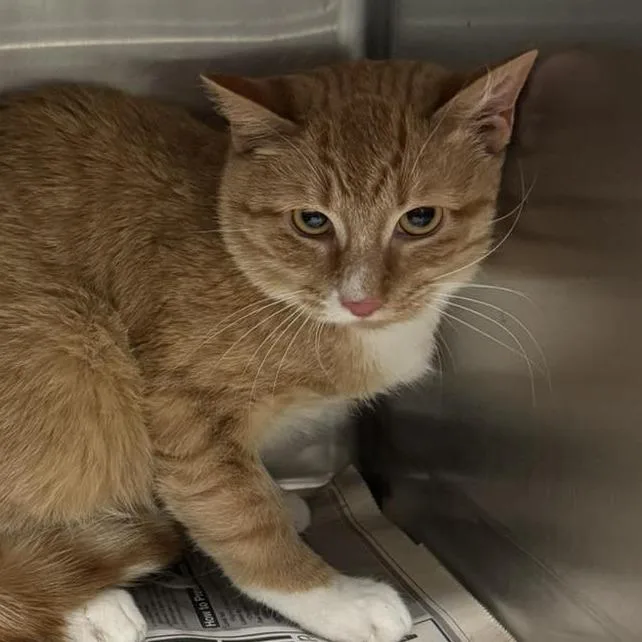 A young small-sized male Orange / Red Domestic Short Hair cat named River for adoption in Shinnston, WV