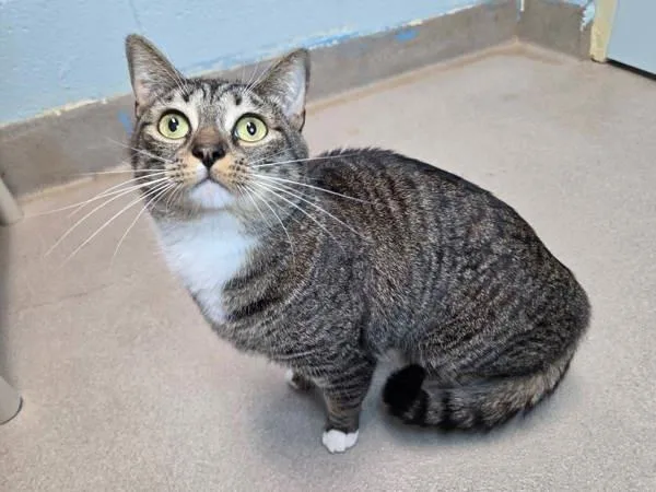 An adult medium-sized female Domestic Short Hair cat named True for adoption in Millersville, MD