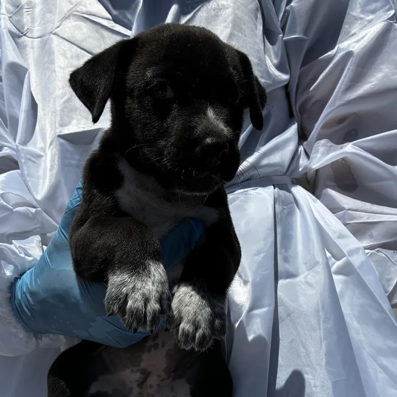 A baby small-sized female Black Shepherd dog named Chocolate for adoption in Edinburg, TX