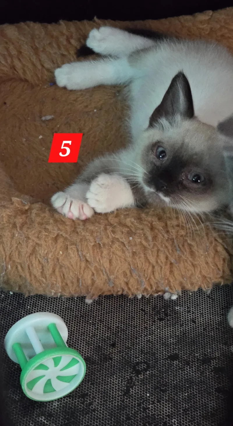A baby small-sized female Brown / Chocolate Siamese cat named Five for adoption in Buena Vista, VA