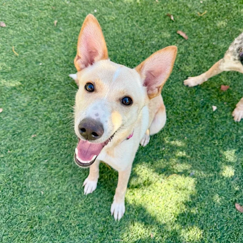 A young small-sized female Cattle Dog dog named Sally for adoption in Agoura Hills, CA