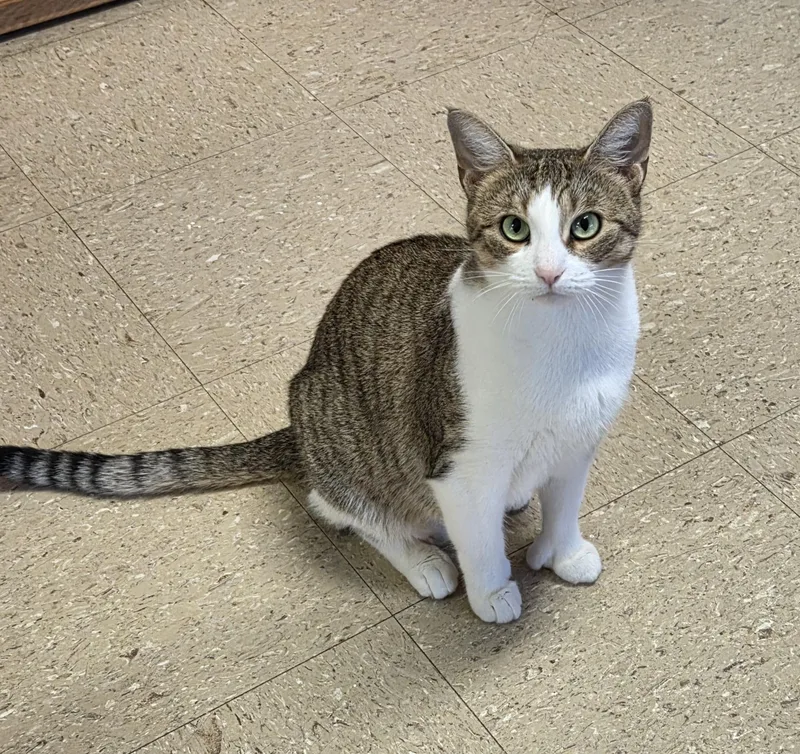 An adult medium-sized female Tabby (Brown / Chocolate) Domestic Short Hair cat named Bertha & her thumbs for adoption in Mansfield Center, CT