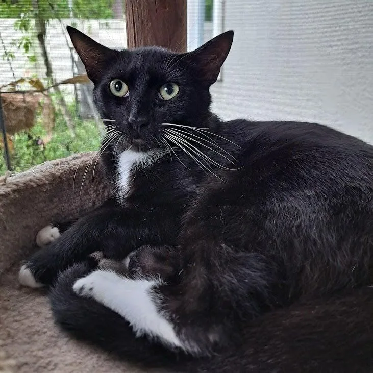 Zulu =^.^= thumbnail 2