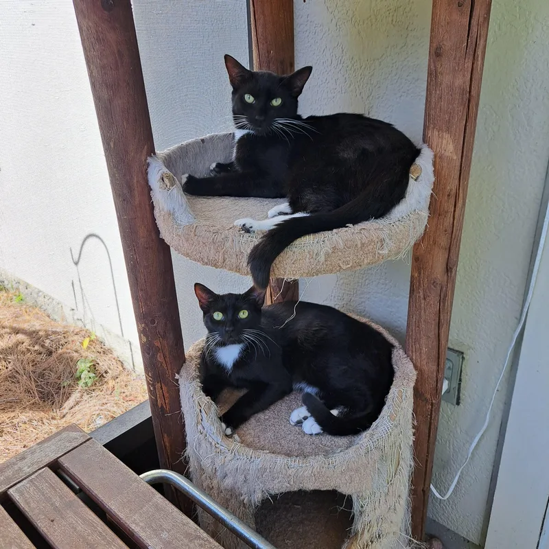 Zulu =^.^= thumbnail 3