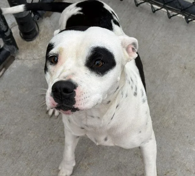 A young large-sized female Pit Bull Terrier dog named Dasiy for adoption in Tulsa, OK