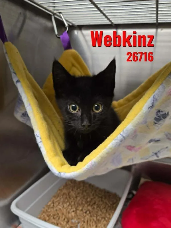 A baby small-sized female Domestic Short Hair cat named Webkinz for adoption in Oak Ridge, TN