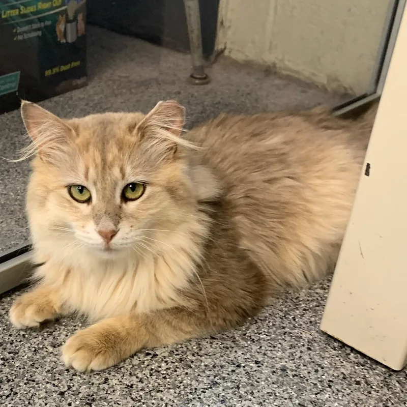 A young medium-sized male Gray / Blue / Silver Domestic Long Hair cat named Remington for adoption in Monroe, MI