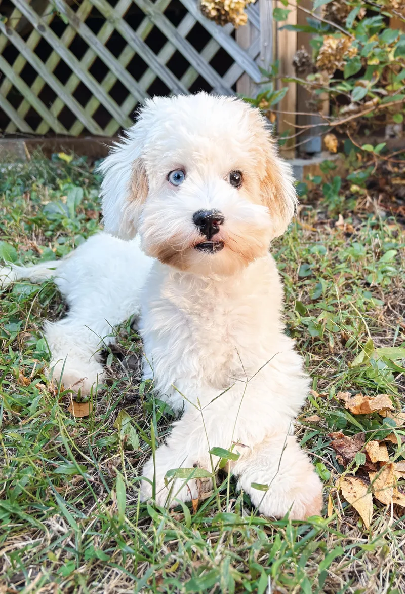 A baby small-sized female Maltipoo dog named Zoey for adoption in Atlanta, GA