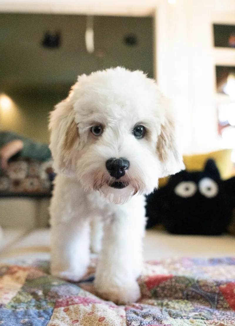 Zoey thumbnail 4