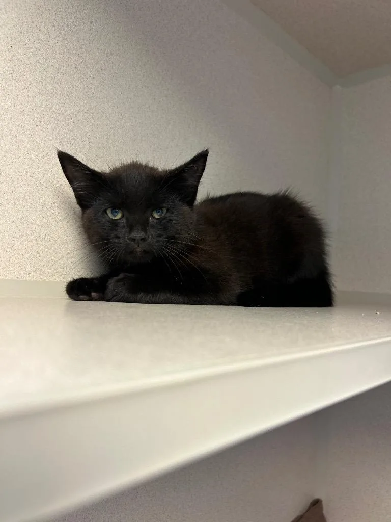 A baby medium-sized female Domestic Short Hair cat named Rory for adoption in Morgantown, KY