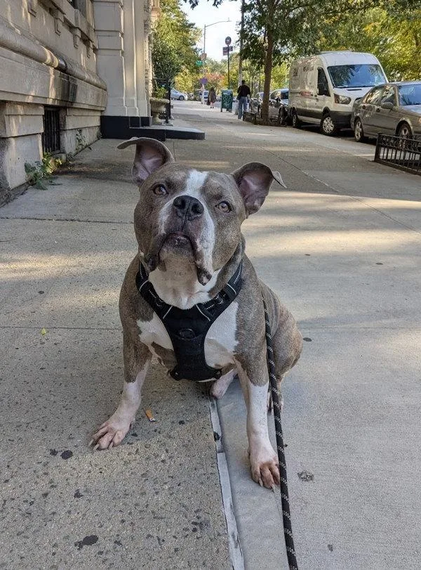 A senior extra large-sized male Mixed Breed dog named Brock for adoption in New York, NY