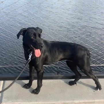 An adult medium-sized female Black Mixed Breed dog named Moxie for adoption in Gainesville, FL