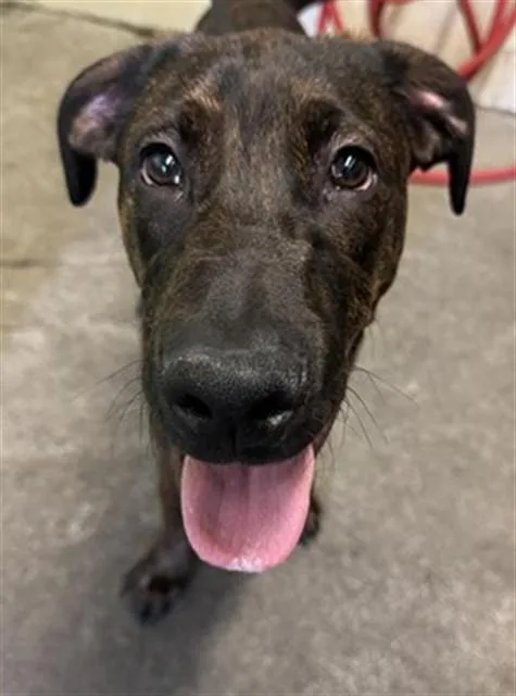 A young large-sized male Plott Hound dog named Hot Rod for adoption in Sacramento, CA