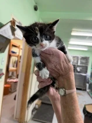 A baby medium-sized female Brown / Chocolate Domestic Short Hair cat named Buttercup for adoption in Bedford, IN