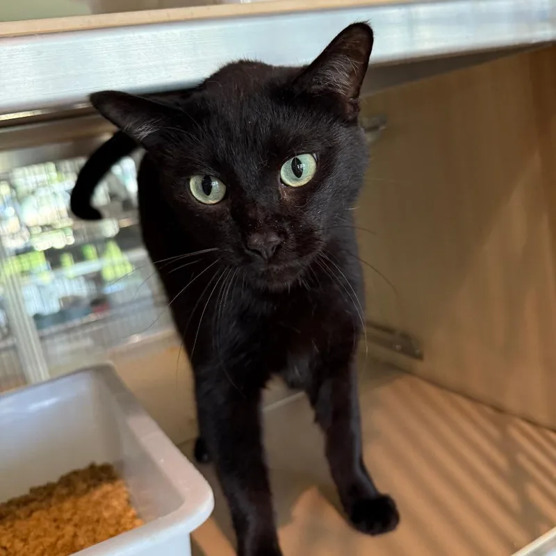 An adult large-sized male Black Domestic Short Hair cat named Ender for adoption in Leander, TX