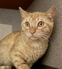 An adult medium-sized male Domestic Short Hair cat named Tyrone for adoption in Washington, DC