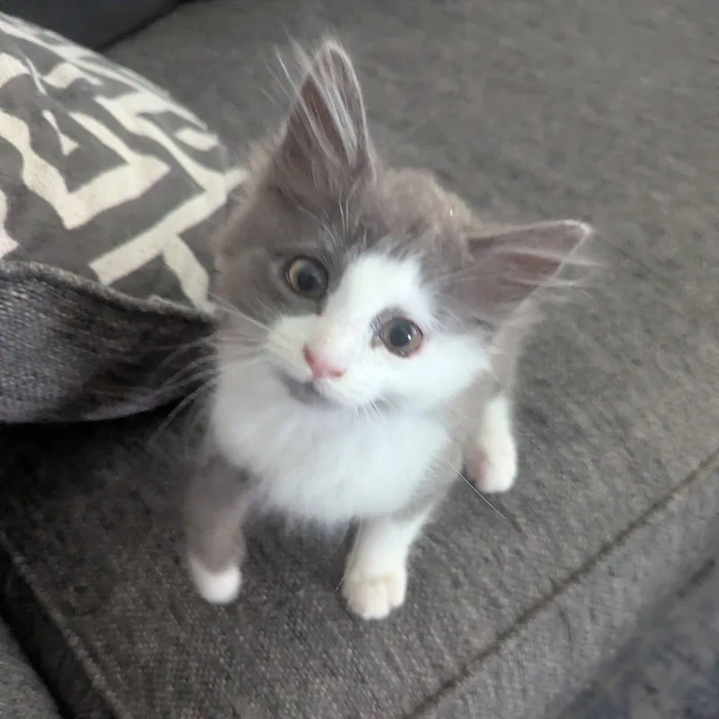 A baby medium-sized female Gray & White Domestic Long Hair cat named Gismo for adoption in Rossville, TN
