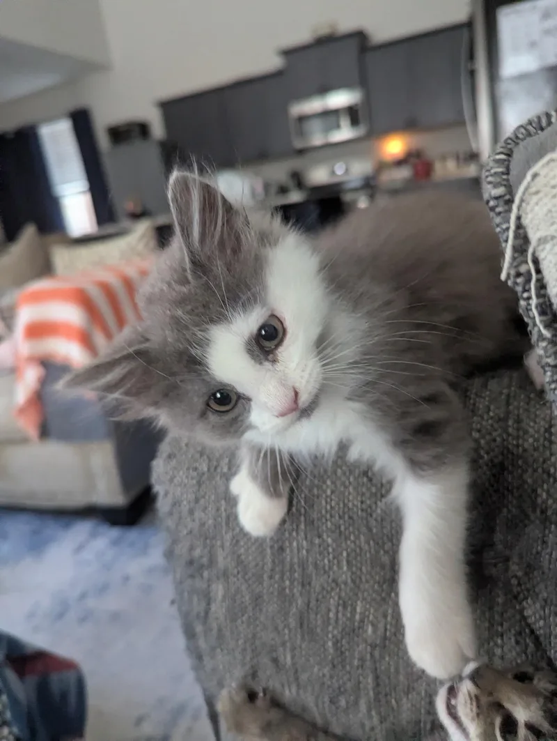 Gismo thumbnail 2